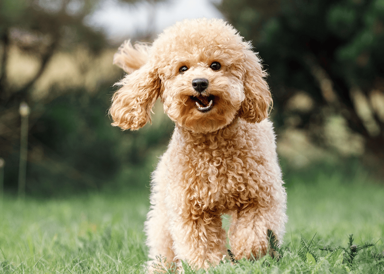 Longest-living dog breeds