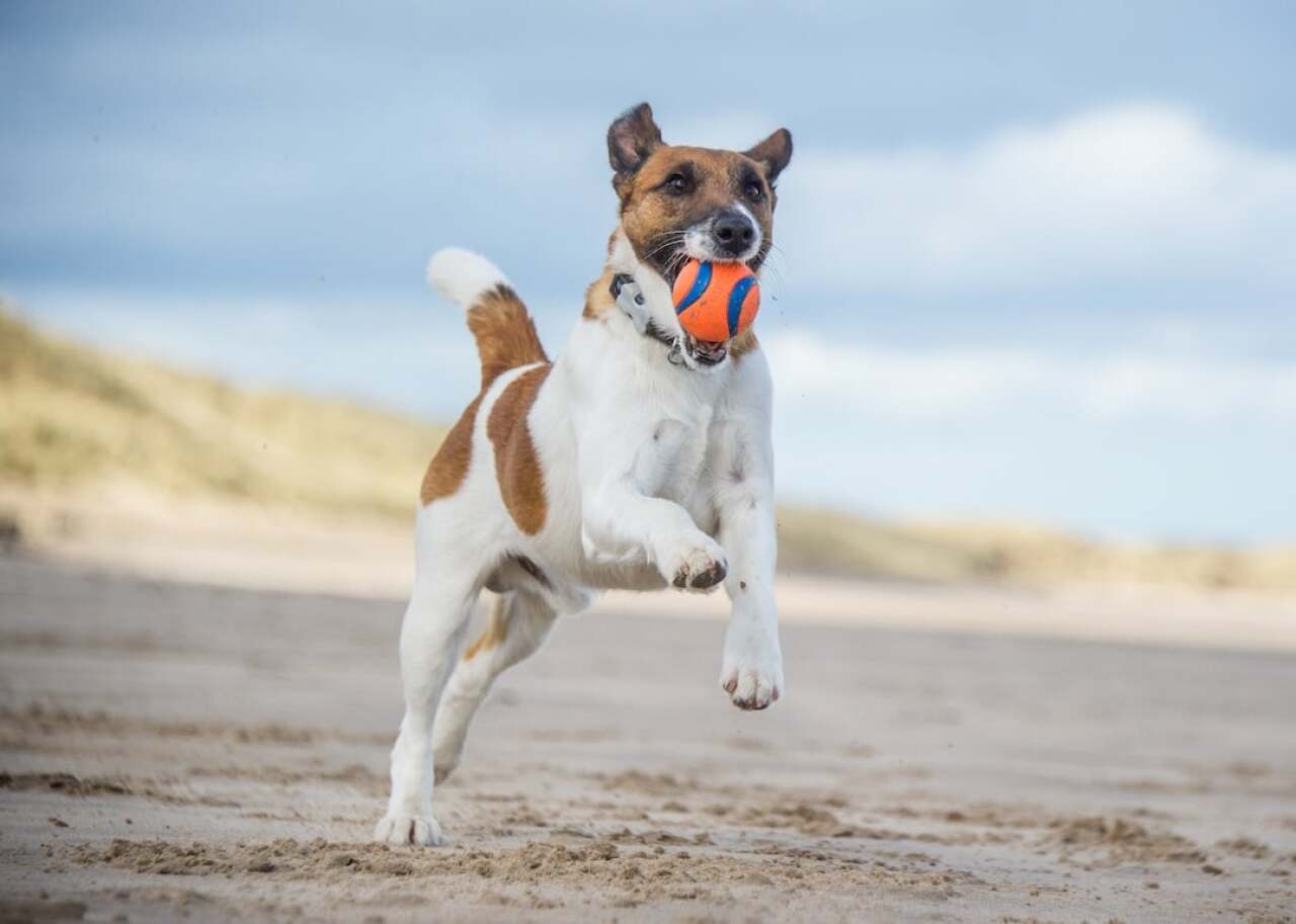Dog breeds losing popularity